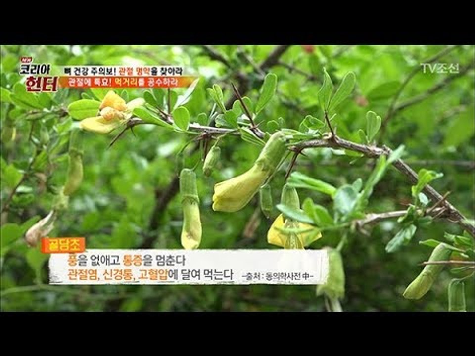 관절 약초계의 모범생! ‘골담초’ [뉴 코리아 헌터] 104회 20180528