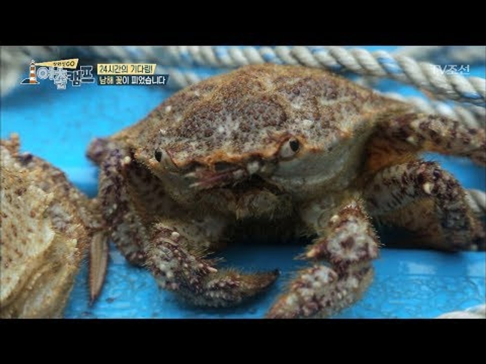 약간 흉측해도 보면 볼수록 빠져드는 털게 모습 [장화신GO 어촌캠프] 3회 20180518