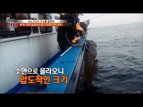 성인 남성보다 큰 초대형 돗돔?! 헌터와 돗돔의 사투! [뉴 코리아 헌터] 106회 20180611