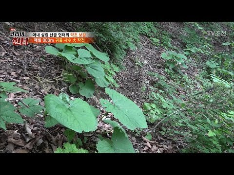 산 속에 핀 하트?! 해발 800m 귀물 사수 대작전! [뉴 코리아 헌터] 108회 20180625