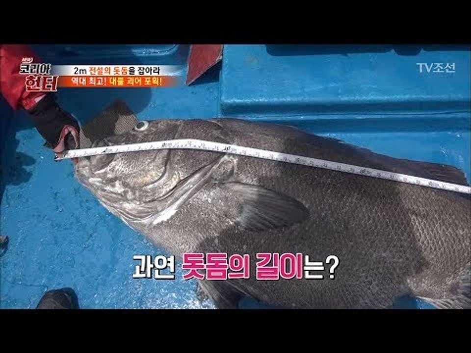 이게 진짜 ‘돗돔’이다! 1m 43cm?! 엄청난 크기의 돗돔 [뉴 코리아 헌터] 1...