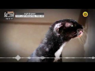 70마리 고양이 떼와 동거하는 상속녀_시그널 34회 예고