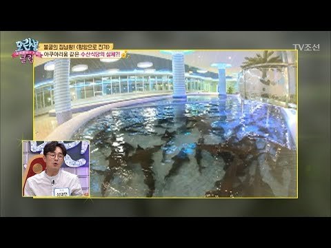 평양 최고급 식당! 아쿠아리움이야 수산식당이야? [모란봉 클럽] 146회 20180708