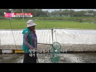 여왕벌 엄마의 초비상사태! 왕탱이(말벌)를 잡아라?! [엄마의 봄날] 158회 20180923