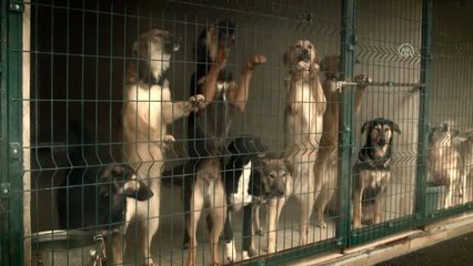 Sinema - Sokağın Çocukları