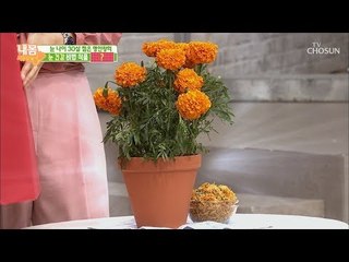 미리 노안 방지하자~ 예쁜 노란 꽃잎의 정체는?! [내 몸 사용설명서] 221회 20181005