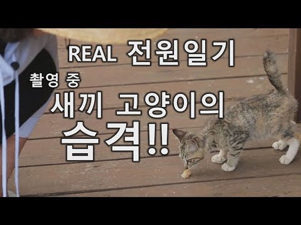 [미방영] REAL 전원일기 촬영중 새끼 고양이의 습격!! [마이웨이] 109회 20...
