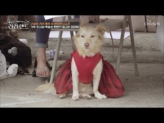 망한 가게에도 손님을 부르는 마성의 댕댕이 레아! [라라랜드] 6회 20181020