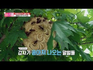 갑자기 쏟아져 나오는 말벌들?! 말벌집 제거 大 작전! [엄마의 봄날] 158회 20180923