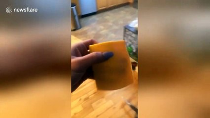 This joke is dead now! Woman throws cheese slice at grandfather's urn