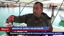 Mersin'de zehirli balık yakalandı