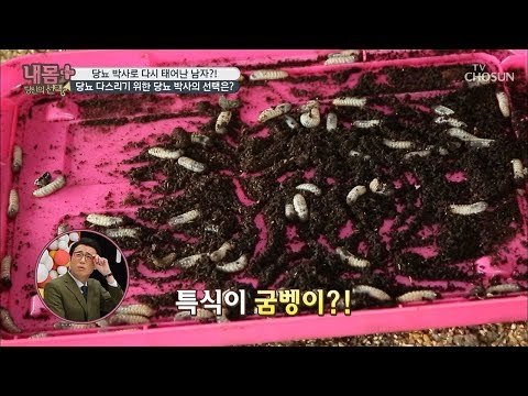 특식이 굼벵이? 당뇨 다스리는 당뇨 박사의 선택! [내 몸 플러스] 118회 20181028
