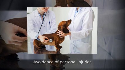 Trustworthy Boarding Facilities for Your Pets