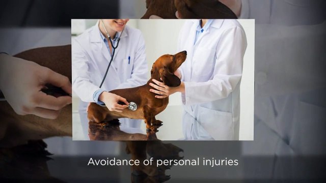 Trustworthy Boarding Facilities for Your Pets