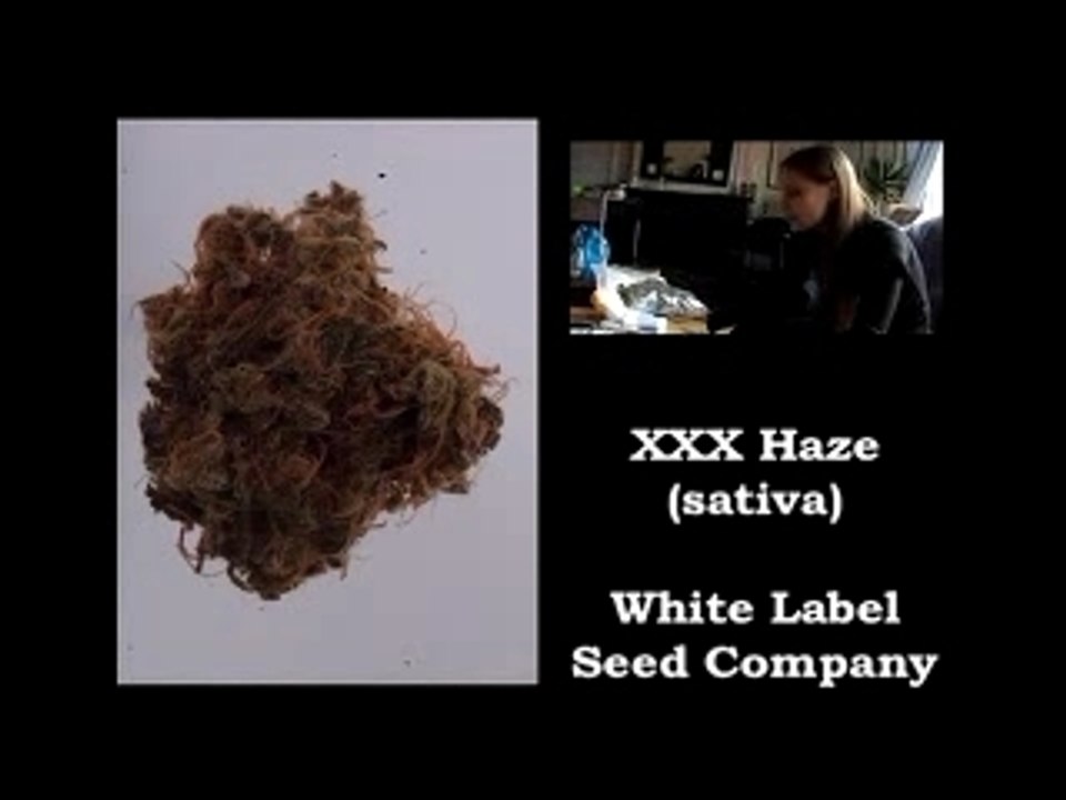 Finalistes Cannabis-Cup 2006