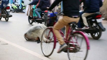 Holy cow! Bovine stays fast asleep in middle of busy street traffic