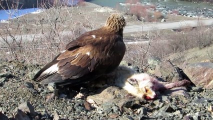 Kaya kartalı avladığı tilki ile görüntülendi -ERZİNCAN