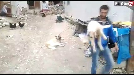 Annesi doğumda ölen kuzuyu inek emziriyor