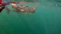 Un requin pèlerin la gueule grande ouverte