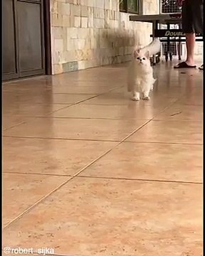 Un chat pas très doué