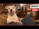 Dog named Snoop after rapper offered to adopt him when he abandoned is rehomed | SWNS TV