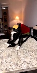 Cheese Challenge avec son chat