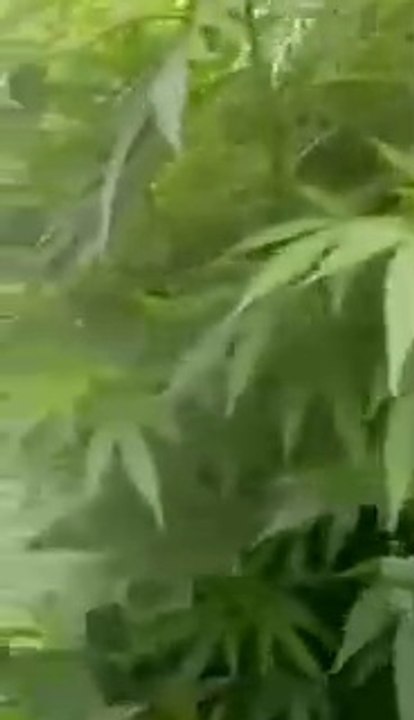 Il plante du cannabis au lieu de tomates sans faire exprès
