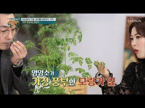 이게 ‘모링가’였어?! 효능과 주의점! [알맹이] 1회 20181216