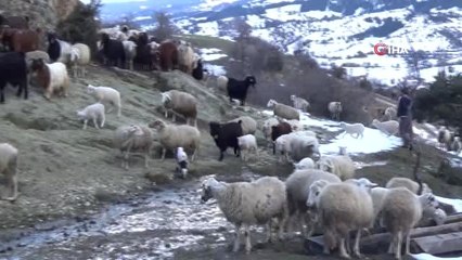 Baharın Gelişini Çocukları Gibi Sevdikleri Koyunlarıyla Karşıladılar