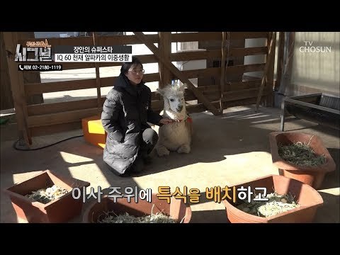 이사를 무리로 돌려보내기 위한 프로젝트! 과연 성공?! [시그널] 61회 20190213