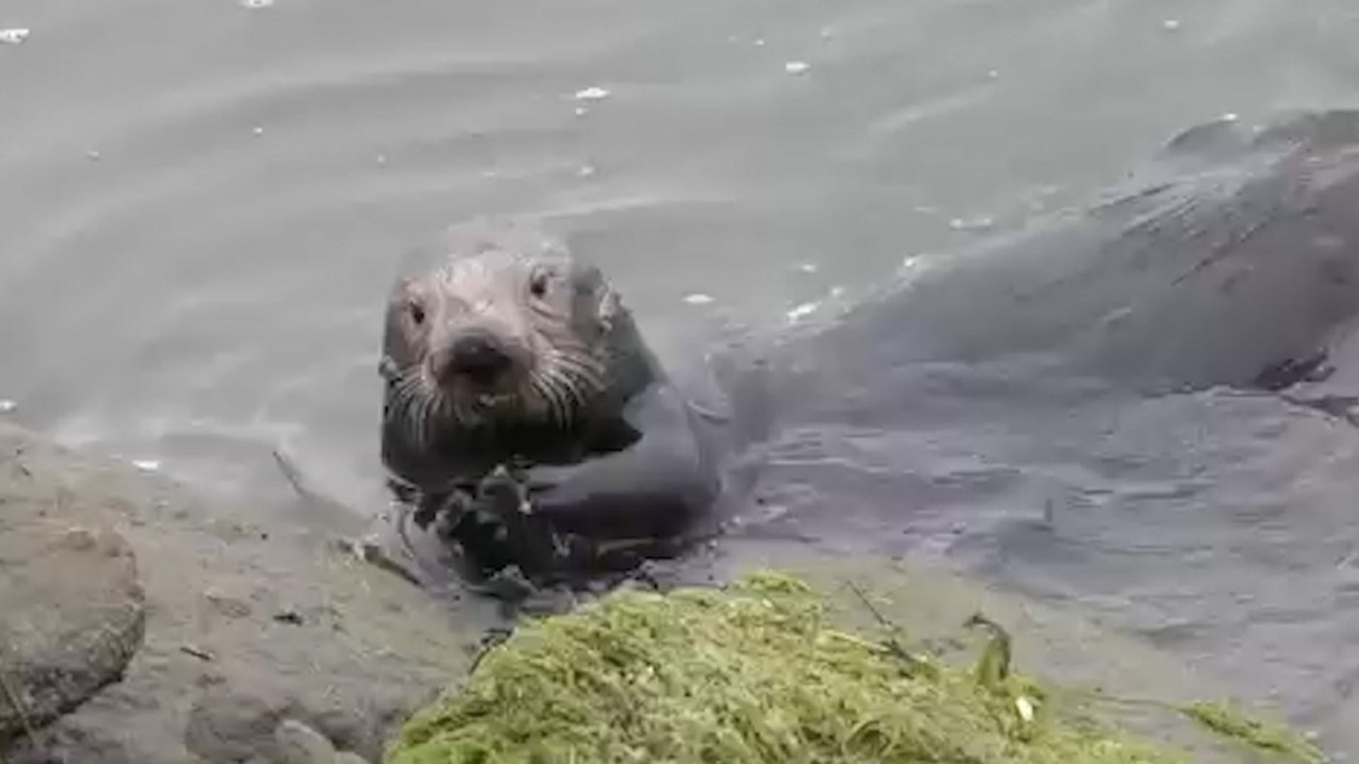⁣Sea Otters' Use Of Tools Leaves Behind Distinctive Archaeological Evidence