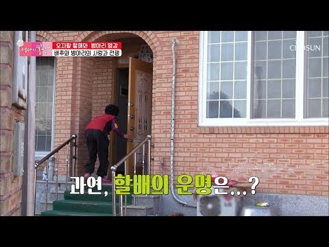 “올 것이 와부렷다...” 병아리 영감의 운명은? [엄마의 봄날] 175회 20190120