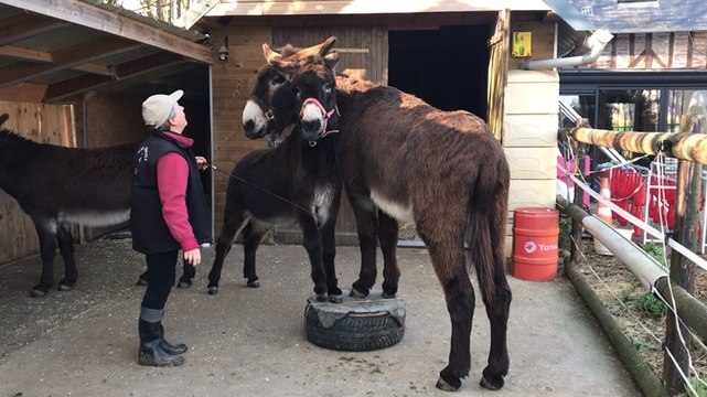 L’âne agility : Christiane Berthier fait danser ses ânes