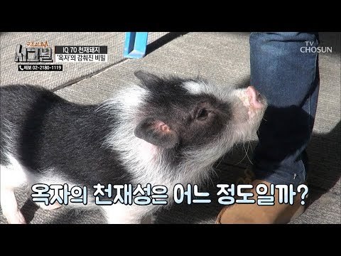 돼지 ‘옥자’의 천재성은 어느 정도? [시그널] 58회 20190116
