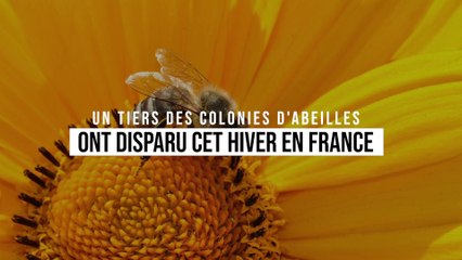 Près d’un tiers des colonies d’abeilles ont succombé durant l’hiver 2018