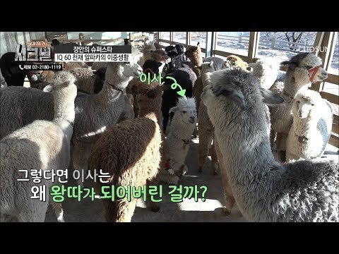 (반전) 무리에서 따돌림 당하는 이사... 왕따가 된 이유는? [시그널] 61회 20190213