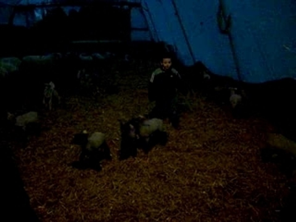 les enfants chez les moutons et agneaux