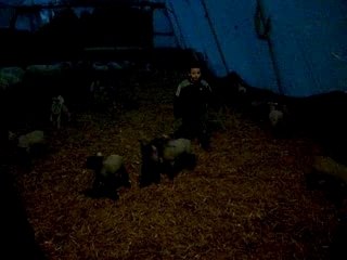 les enfants chez les moutons et agneaux