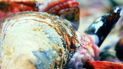 Oceans: Our Blue Planet 2018