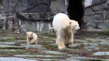 Berliner Eisbären-Junges erstmals im Freien