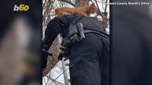 Free-Loadin' Feline! Cat Stuck In Tree Rides Down On Officer's Shoulders