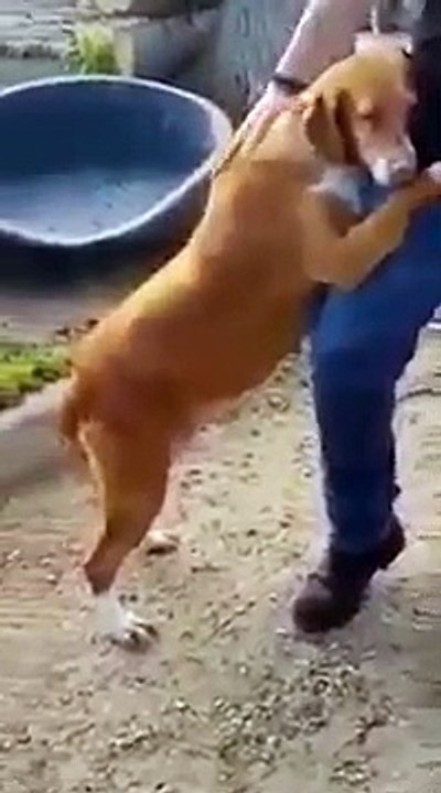 Ce chien refuse de lâcher la jambe et de laisser partir ce journaliste en visite dans un refuge animalier