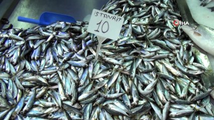 Sinop’ta istavritin kilosu 10 liraya düştü