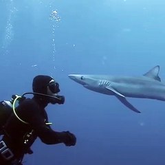 Un requin fait une "bise" à un plongeur