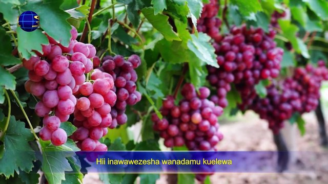 Matamshi ya Kristo wa Siku za Mwisho | “Mungu Mwenyewe, Yule wa Kipekee VIII Mungu ni Chanzo cha Uhai kwa Vitu Vyote (II)” Sehemu ya Kwanza