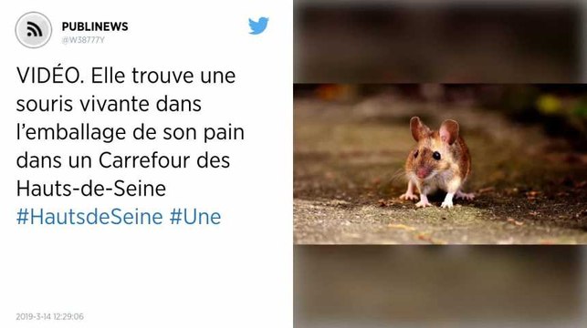 Elle trouve une souris vivante dans l’emballage de son pain dans un Carrefour des Hauts-de-Seine