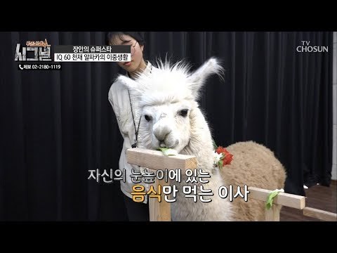 사람으로 치면 3~4살?! 알파카 최고 천재 확정! [시그널] 61회 20190213