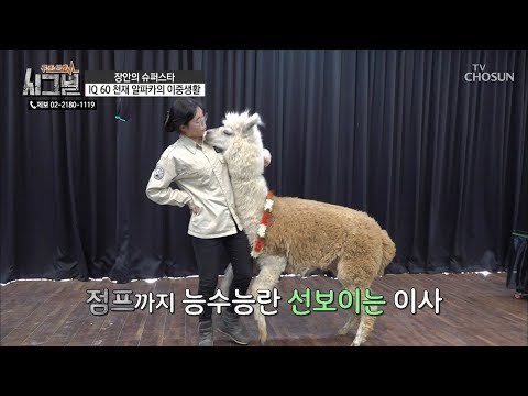 천재 알파카 ‘이사’의 개인기 퍼레이드! [시그널] 61회 20190213