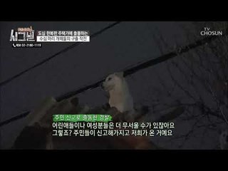 지붕 위까지 개떼들이? 민원을 받고 출동한 경찰들! [시그널] 60회 20190130