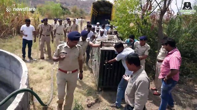 Tiny leopard cub rescued from certain death in village well